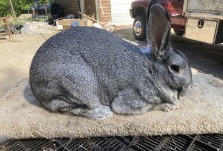 Choosing Meat Rabbits